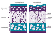 Collagen & Elastin: The Dynamic Duo for Firm Skin