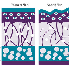 Collagen & Elastin: The Dynamic Duo for Firm Skin