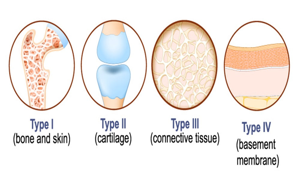 Types of Collagen: Type I, II &amp; III – What’s the Difference?