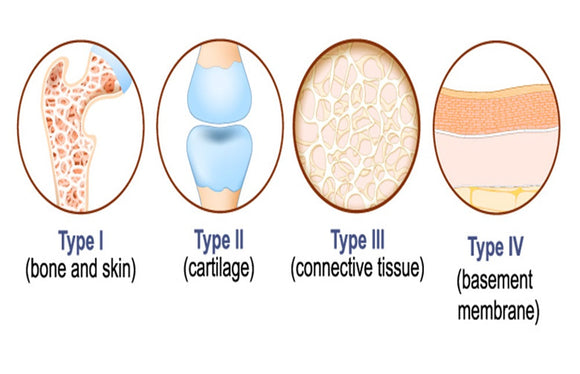 Types of Collagen and What’s the Difference? – Sois Life Sciences