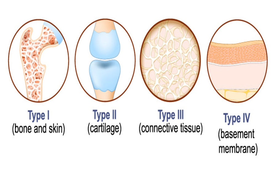 Types of Collagen and What’s the Difference? – Sois Life Sciences