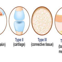 Types of Collagen: Type I, II & III – What’s the Difference?