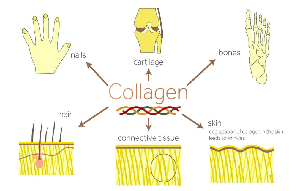 Why Collagen Is the Most Underrated Protein in Your Body