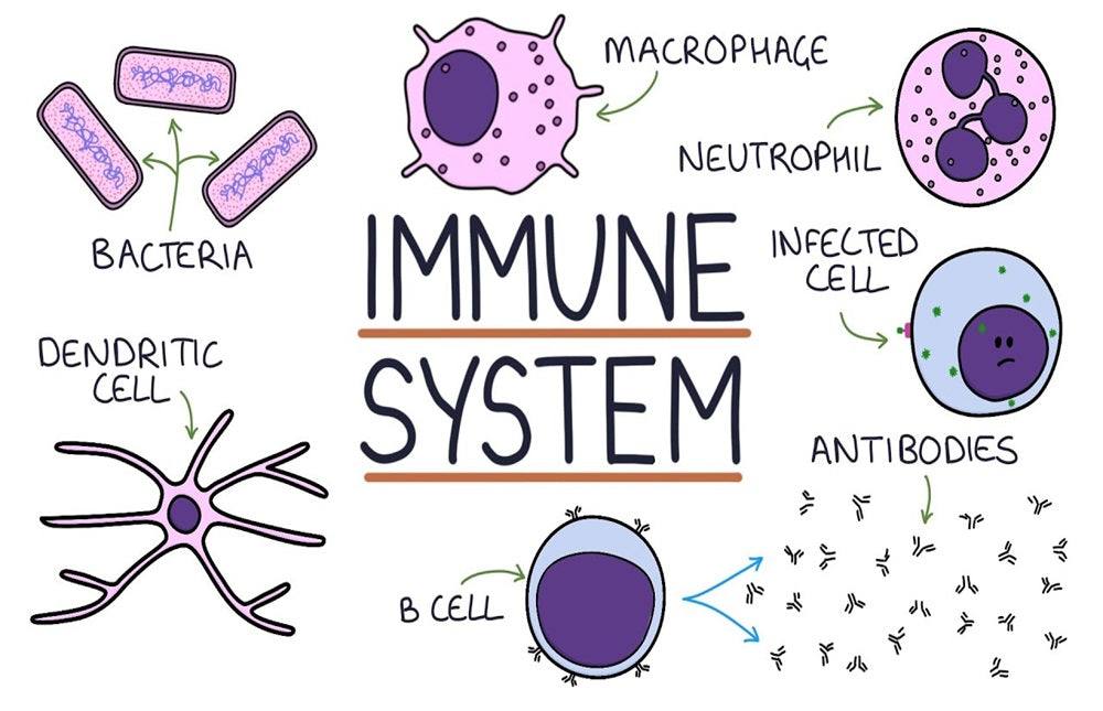 Omega-3 and Immunity: How It Strengthens Your Body’s First Line of Defense