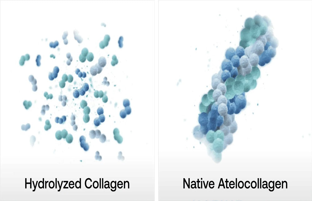 Hydrolyzed vs Native Collagen: Which Delivers Results Faster?