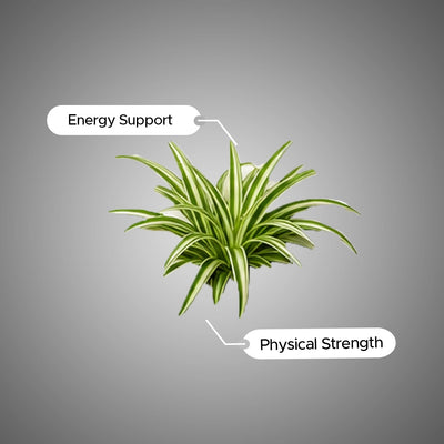 Chlorophytum